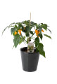 Chili- og peberplanter i 11 cm potte